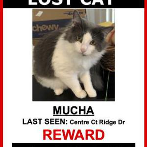Lost Cat Mucha