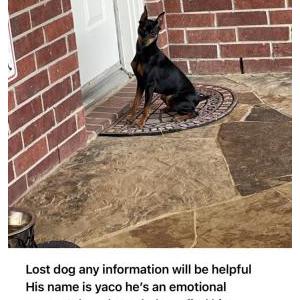 Lost Dog Yaco