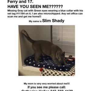 Lost Cat Slim Shady