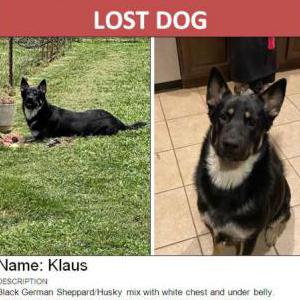 Lost Dog Klaus