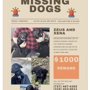 Lost Dog Zeus and Xena