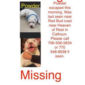 Lost Dog Powder