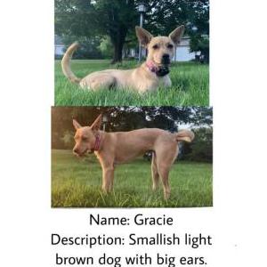 Lost Dog Gracie