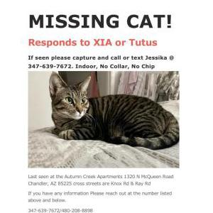 Lost Cat Xia aka Tutus