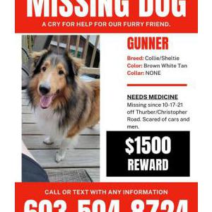Lost Dog Gunner