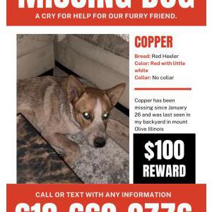 Lost Dog Copper