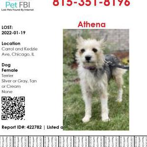 Lost Dog Athena