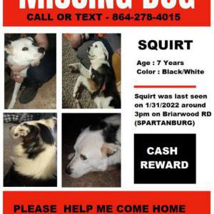 Lost Dog squirt