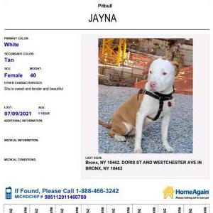 Lost Dog Jayna Diaz