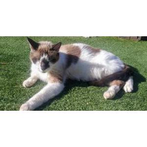 Lost Cat SimonBlue WhiteBlack