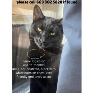 Lost Cat Obsidian
