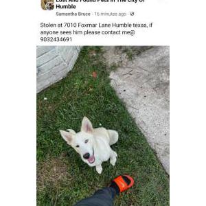 Lost Dog Refuse to say