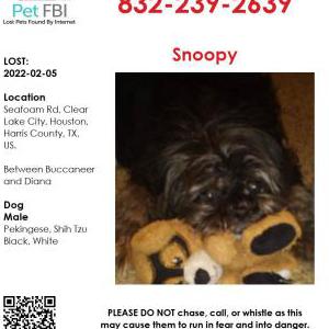 Lost Dog Snoopy