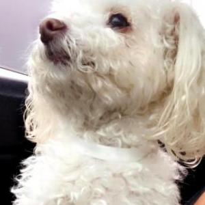 Lost Dog White poodle