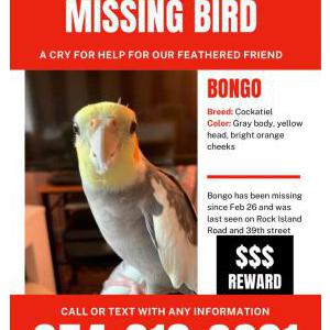 Lost Bird Bongo
