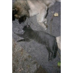 Lost Cat ( Gray )African gray