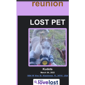Lost Dog Kudots