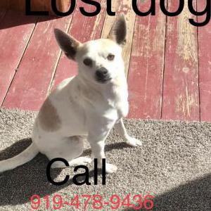 Lost Dog Tovi