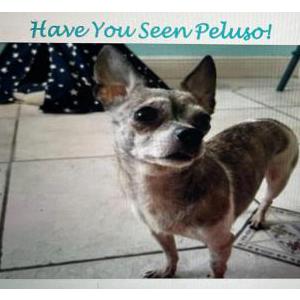 Lost Dog Peluso