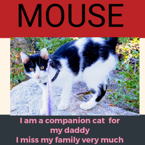 Lost Cat Mouse
