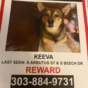 Lost Dog Keeva