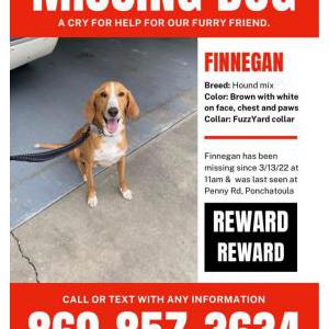 Lost Dog Finnegan