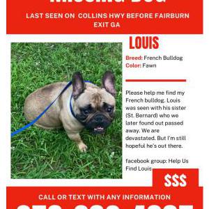 Lost Dog LOUIS
