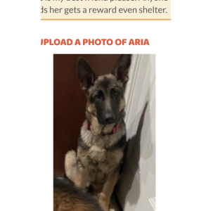 Lost Dog Aria