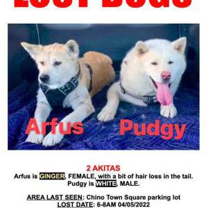 Lost Dog Argus