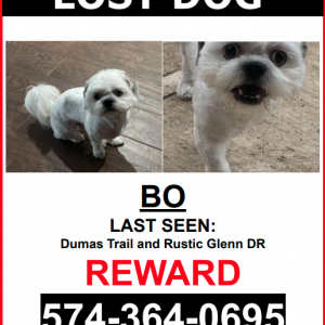 Lost Dog Bo