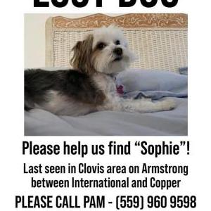 Lost Dog Sophie
