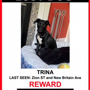 Lost Dog Trina