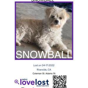 Lost Dog Snowball