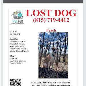 Lost Dog Peach