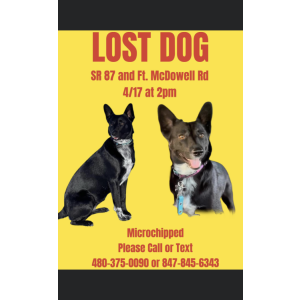 Lost Dog Kino