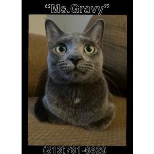 Lost Cat Ms. Gravy