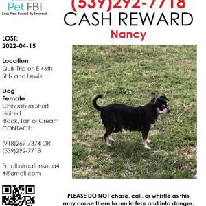 Lost Dog Nancy