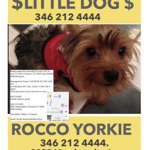Lost Dog ROCCO.  Yorkie