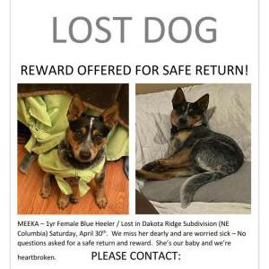 Lost Dog Meeka
