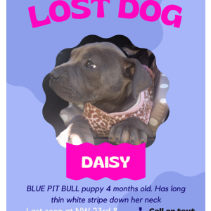 Lost Dog Daisy
