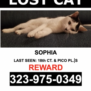 Lost Cat Sophia