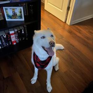 2nd Image of Ghost, Lost Dog