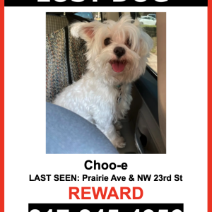 Lost Dog Choo-e