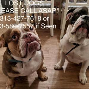 Lost Dog Millie/Sophia