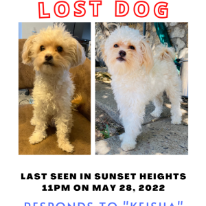 Lost Dog Keisha