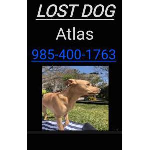 Lost Dog Atlas