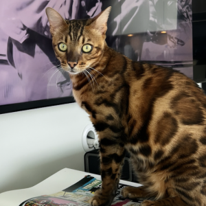 2nd Image of tigra, Lost Cat
