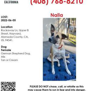 Lost Dog Nala