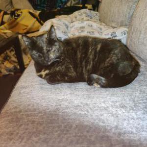 Lost Cat Maxine (Fatness)
