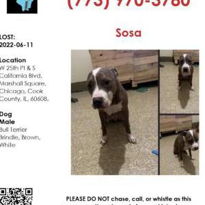 Lost Dog Sosa